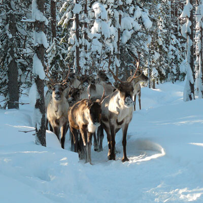 Reindeers